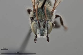 Media type: image;   Entomology 795019 Aspect: head frontal view